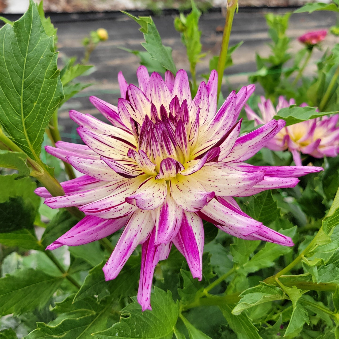 Hollyhill Exotica