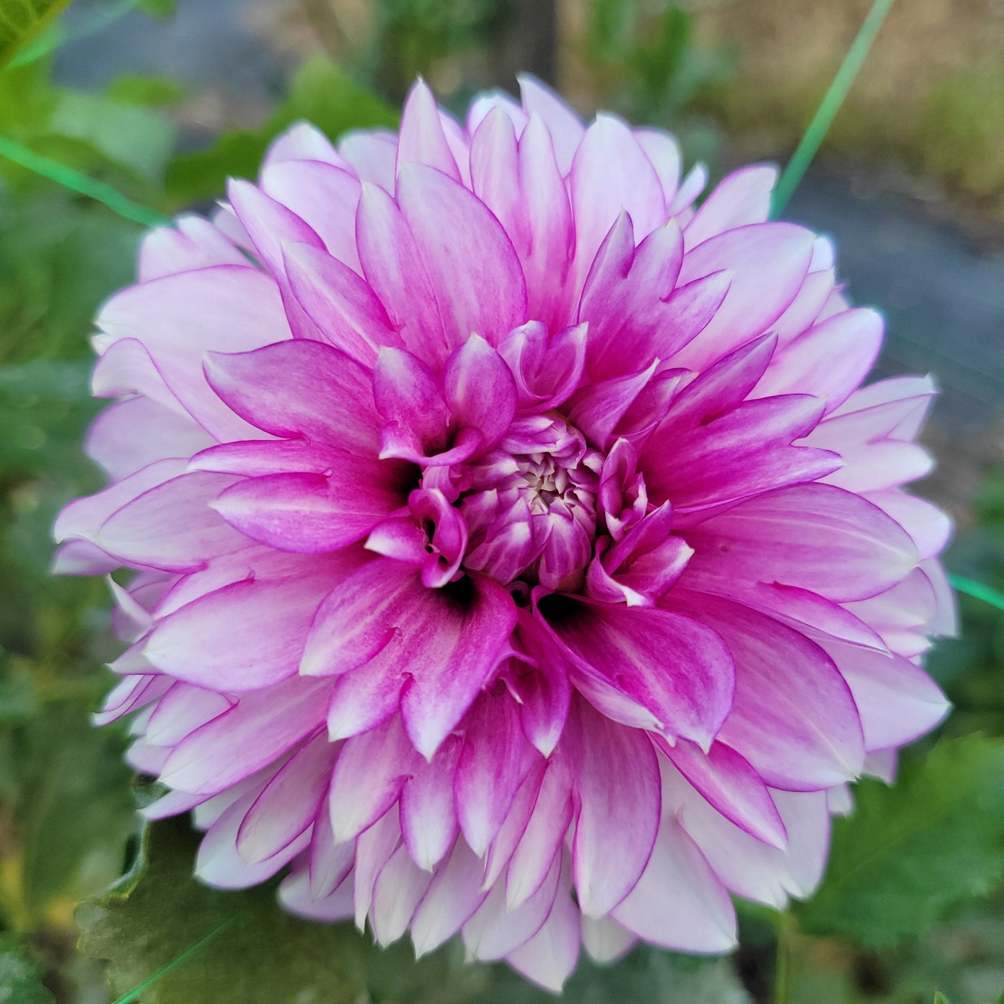 Blackberry Ice