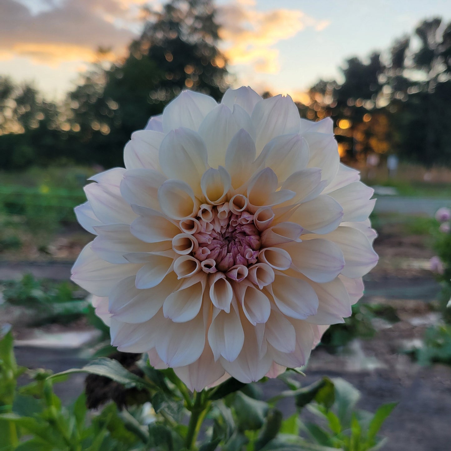 SC-Pearl