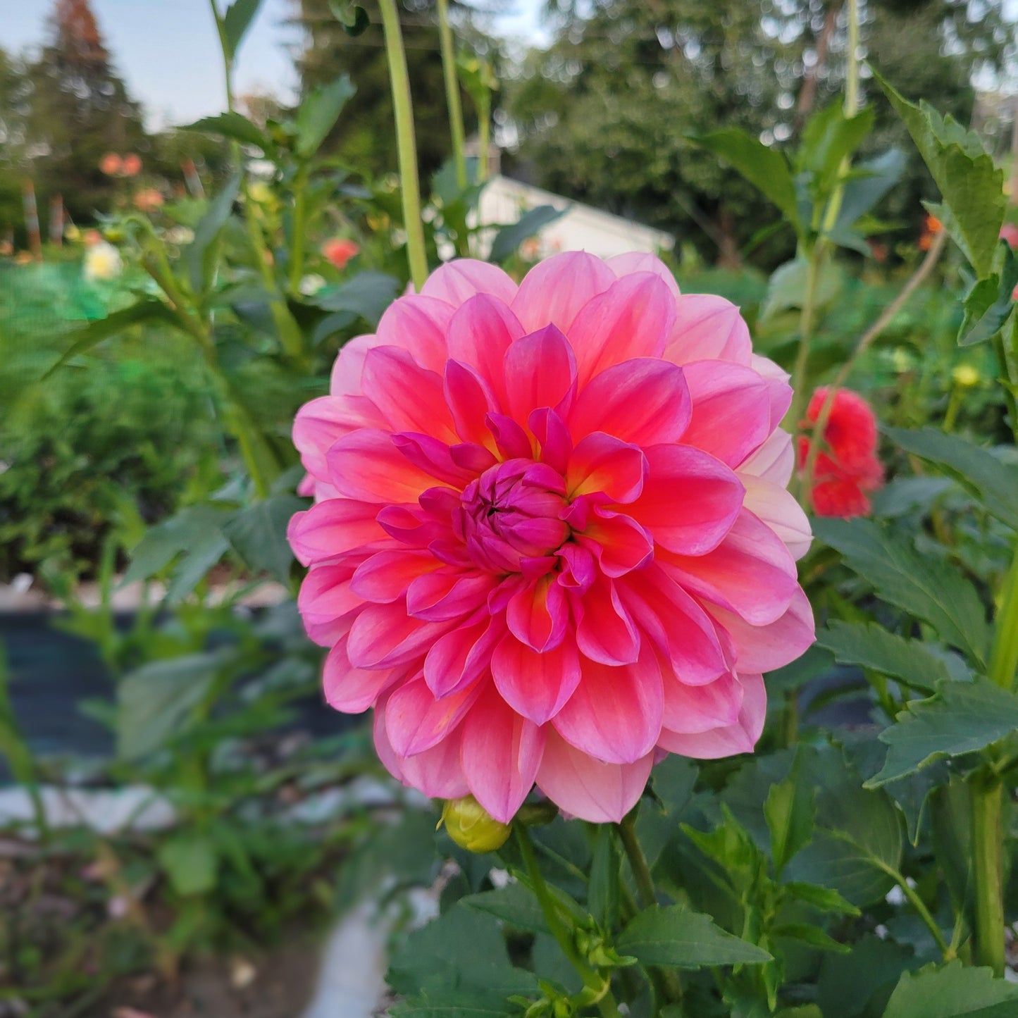 Sandia Rose