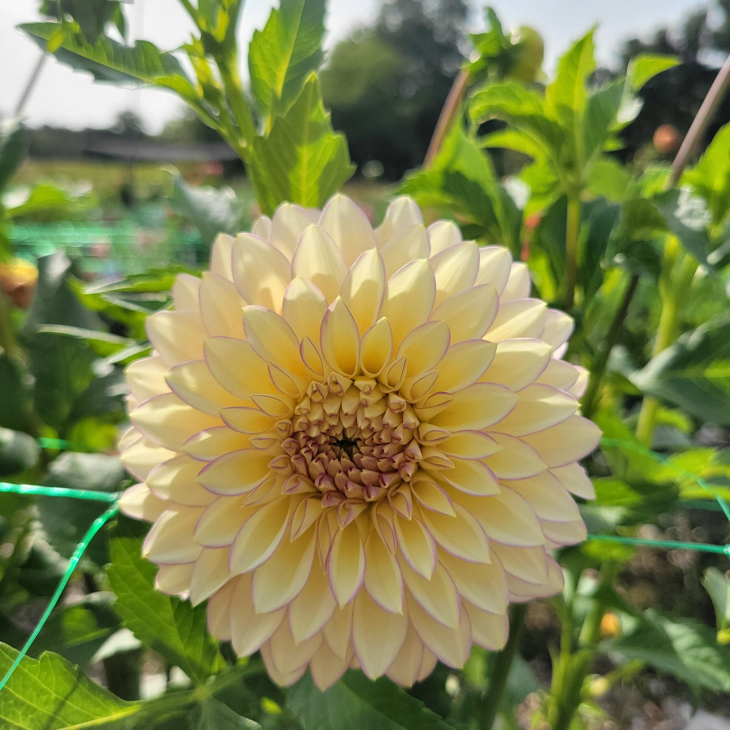 Bloomquist Blush