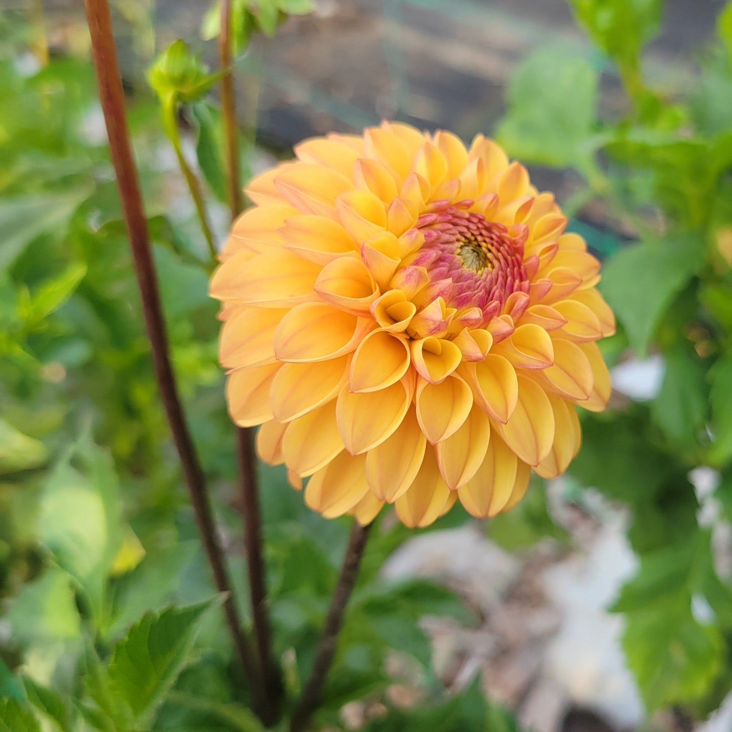 Clearview Butterscotch