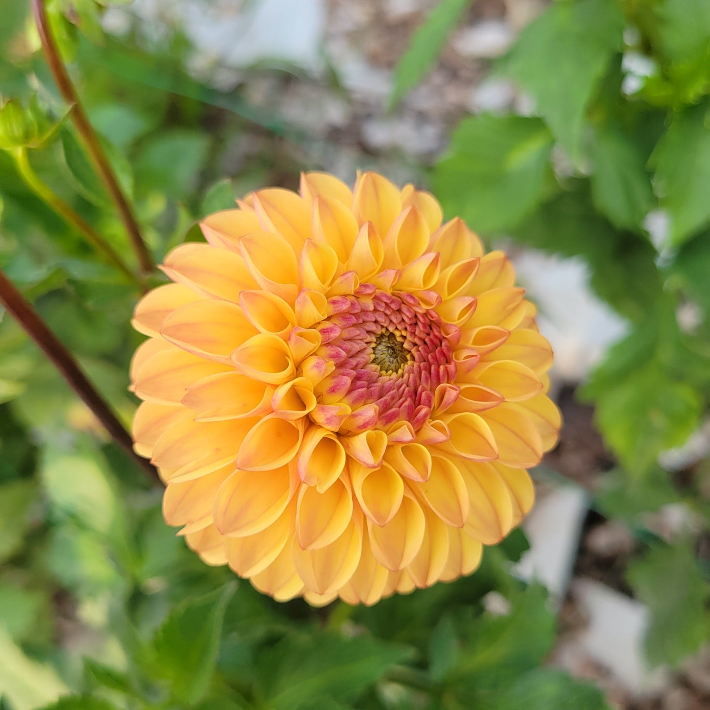 Clearview Butterscotch