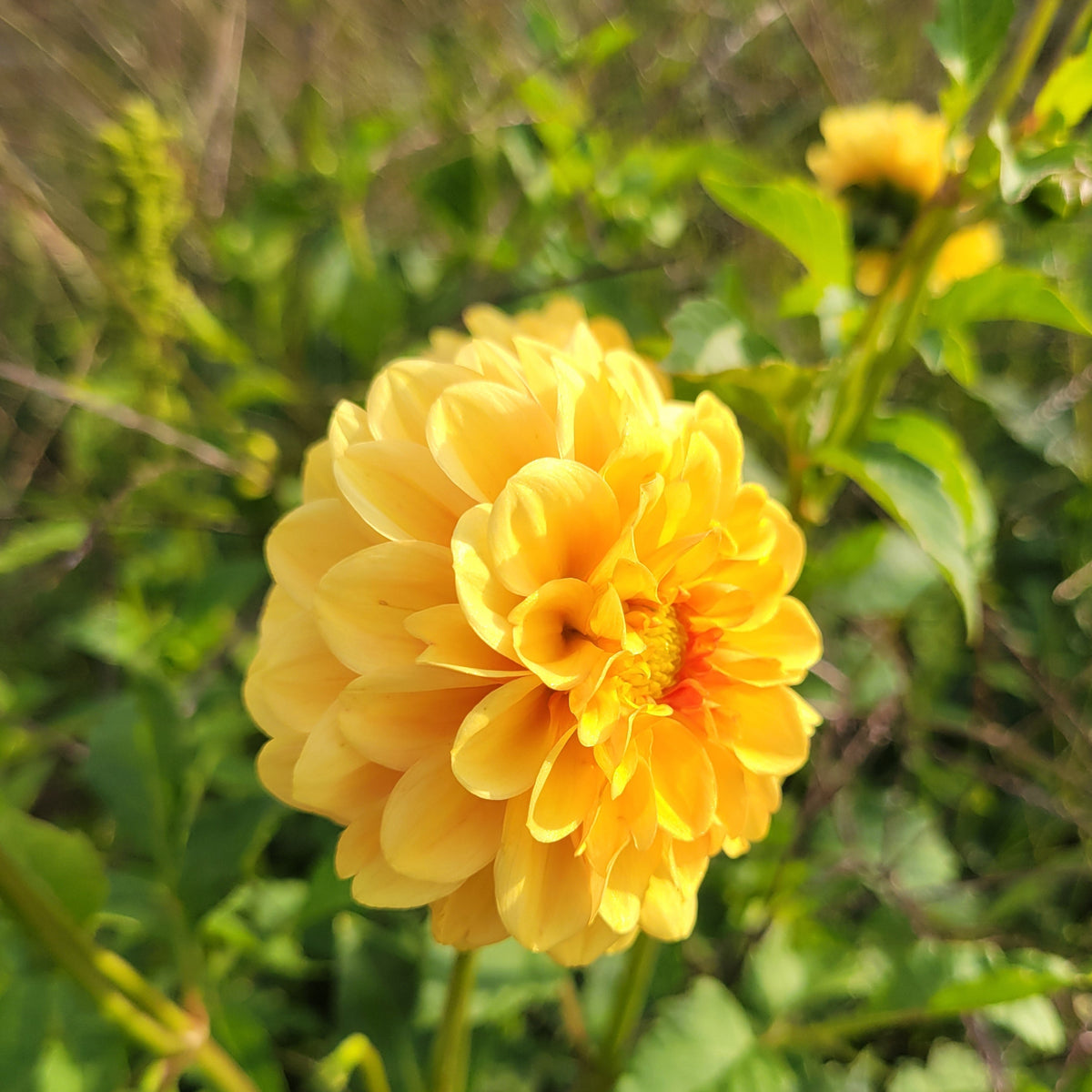 Golden Scepter