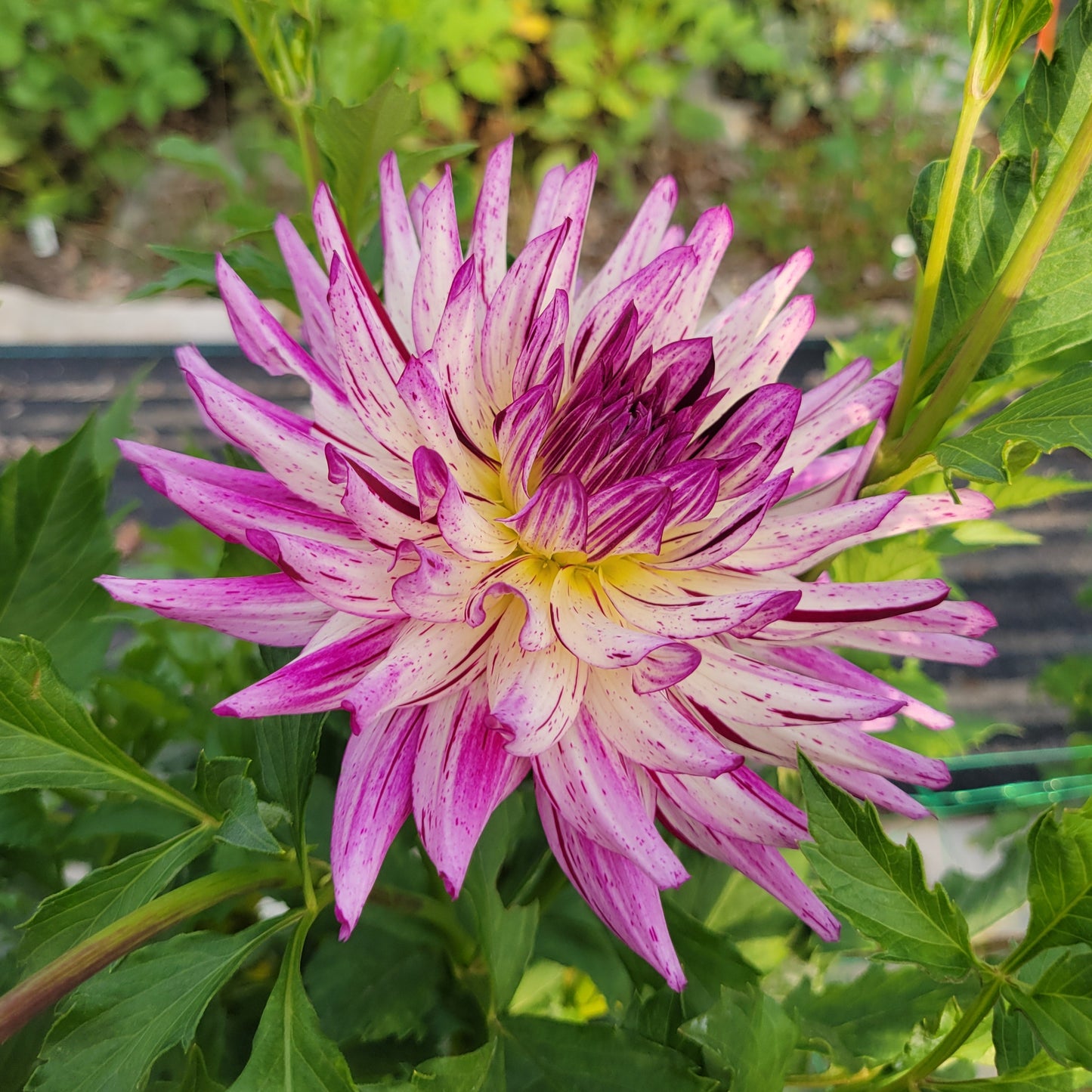 Hollyhill Exotica