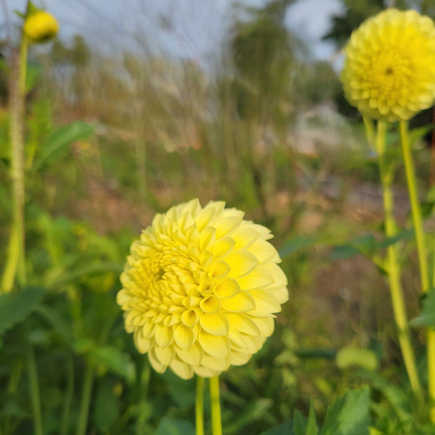 Pineapple Lollipop