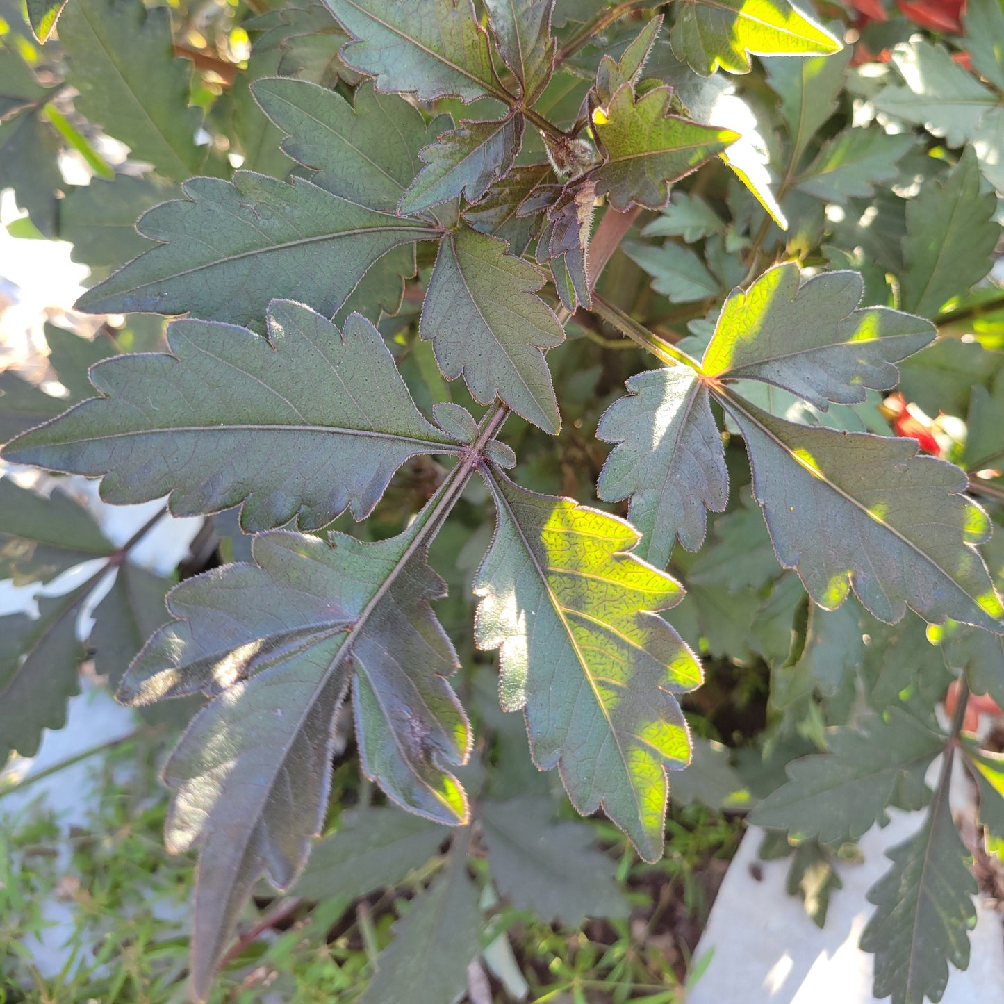 Black Forest Ruby