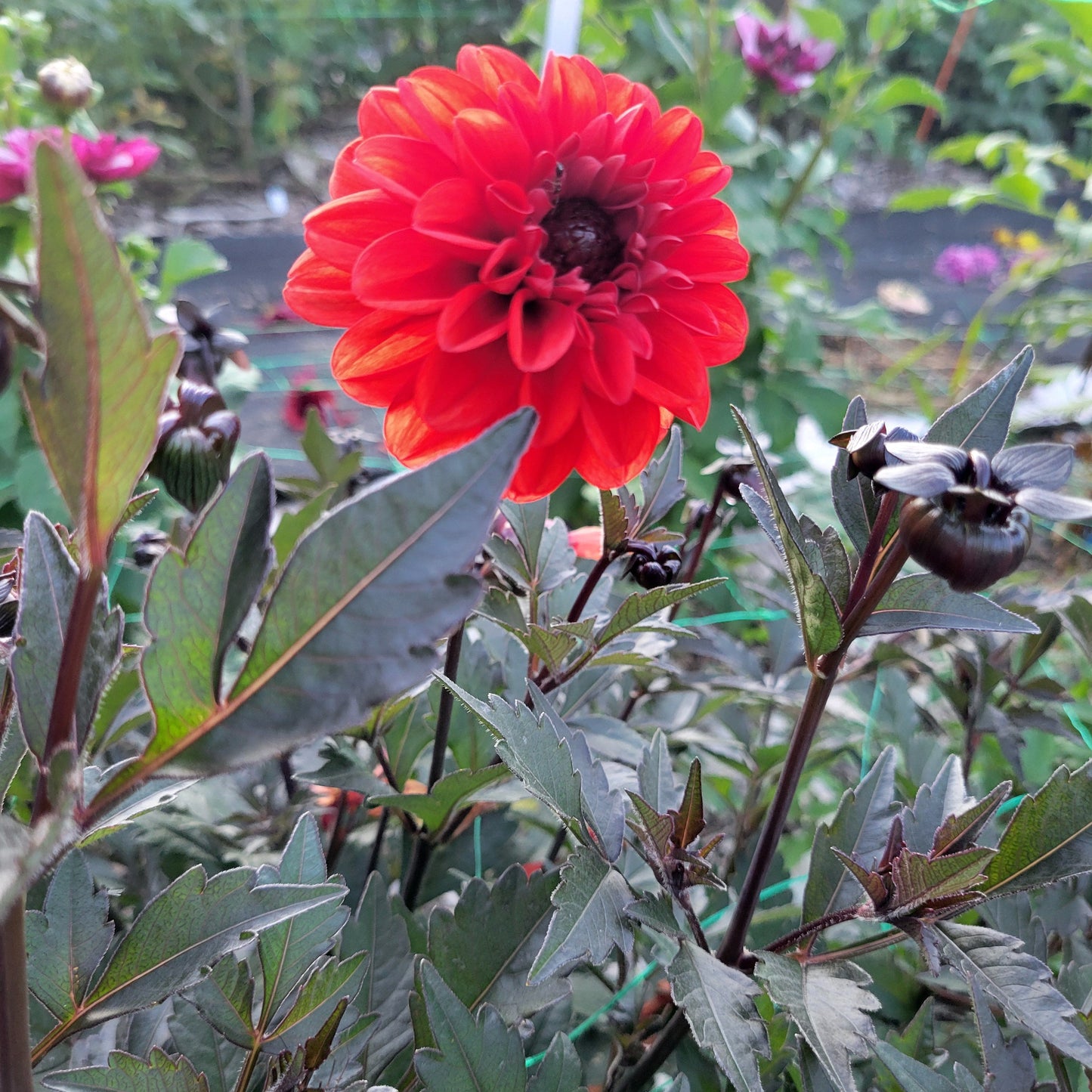 Black Forest Ruby