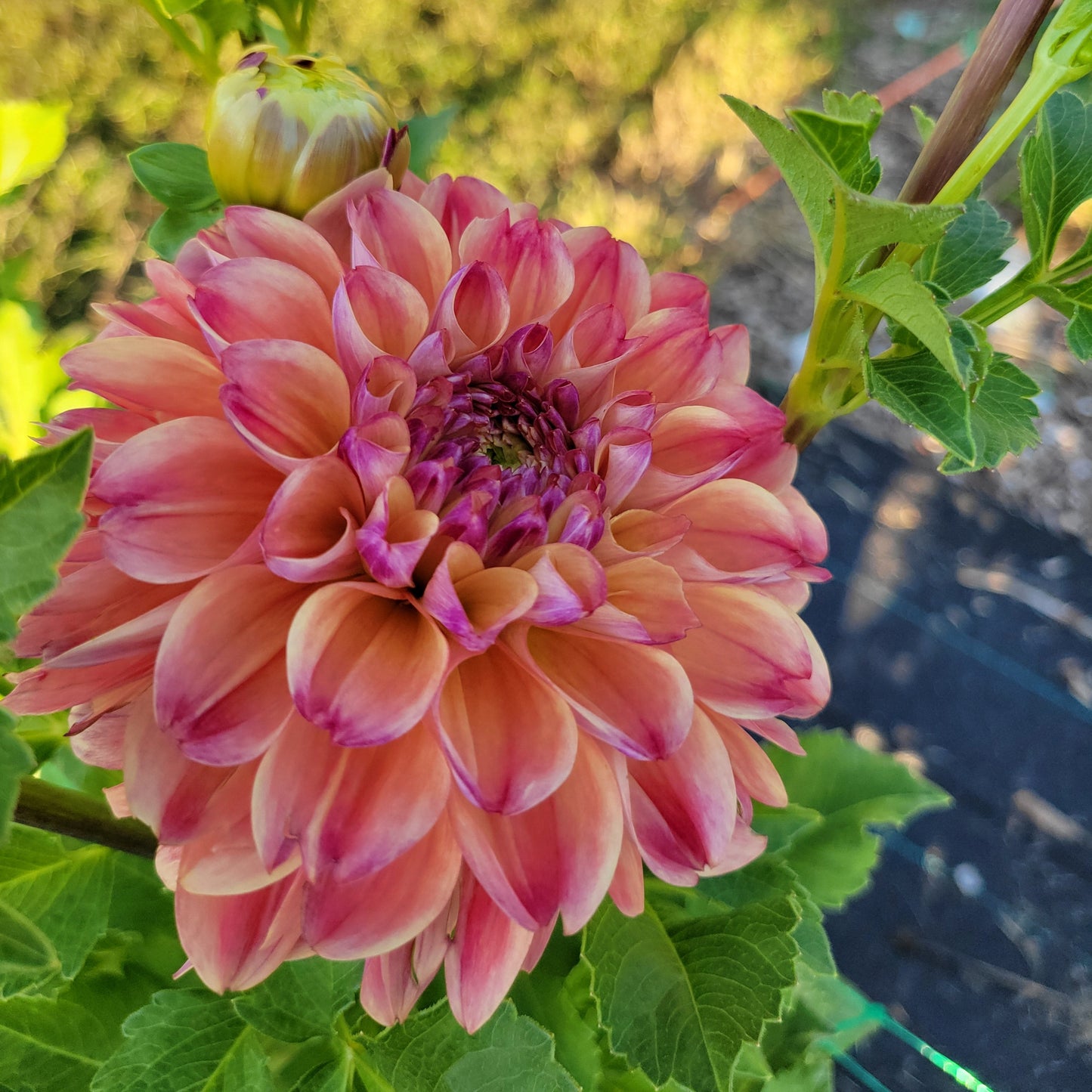 CSY - Penny
