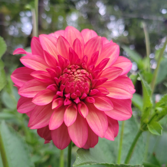 Clearview Cinnabar