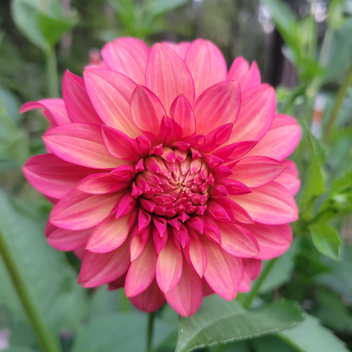 Clearview Cinnabar