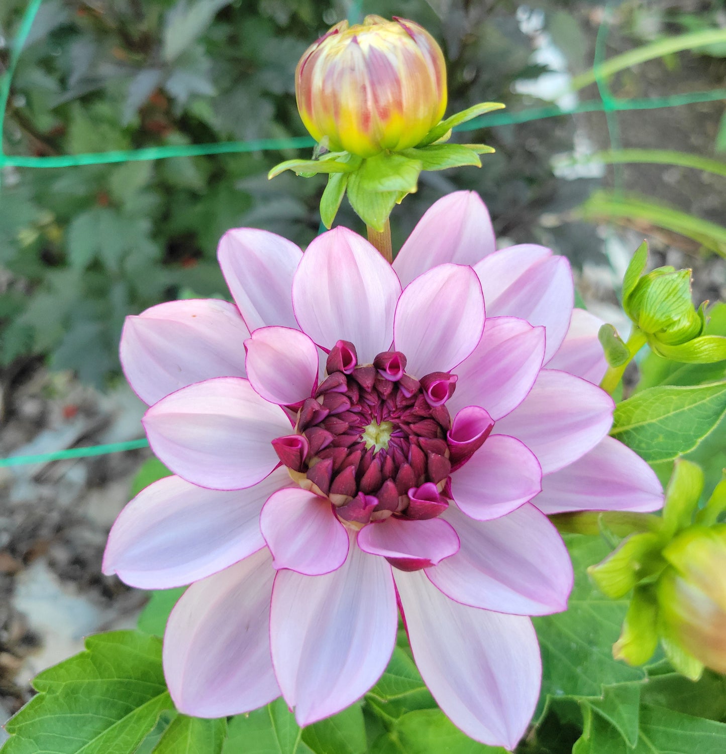 Creme De Cassis