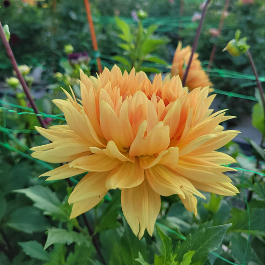 Glorie Van Noorwijk