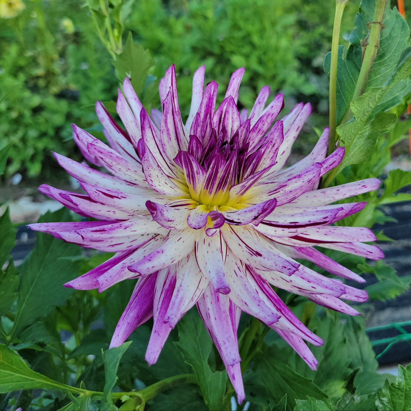 Hollyhill Exotica