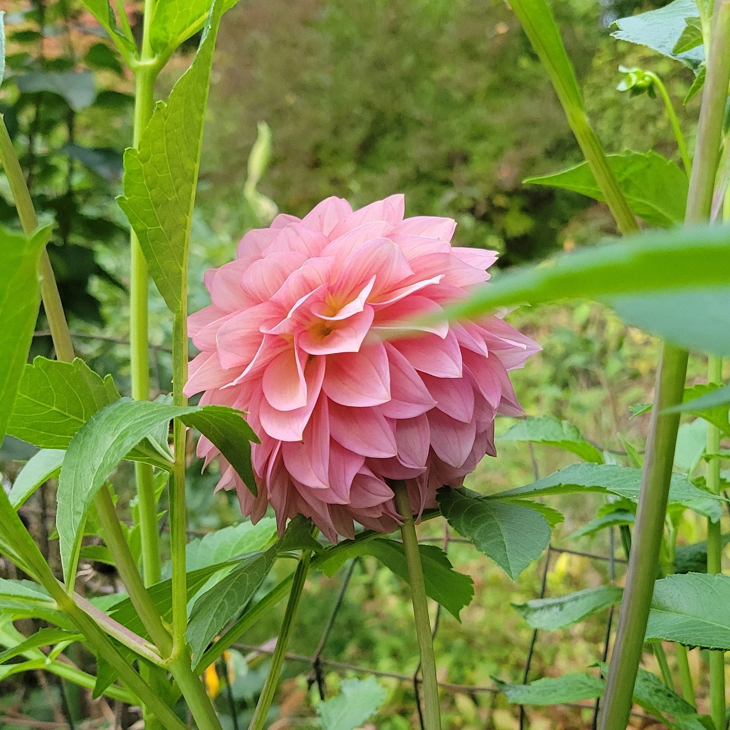 Levi's Bubblegum
