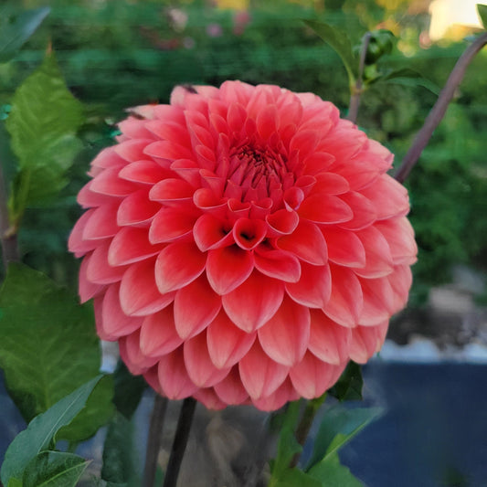 SC-Keltie Rose - see comment