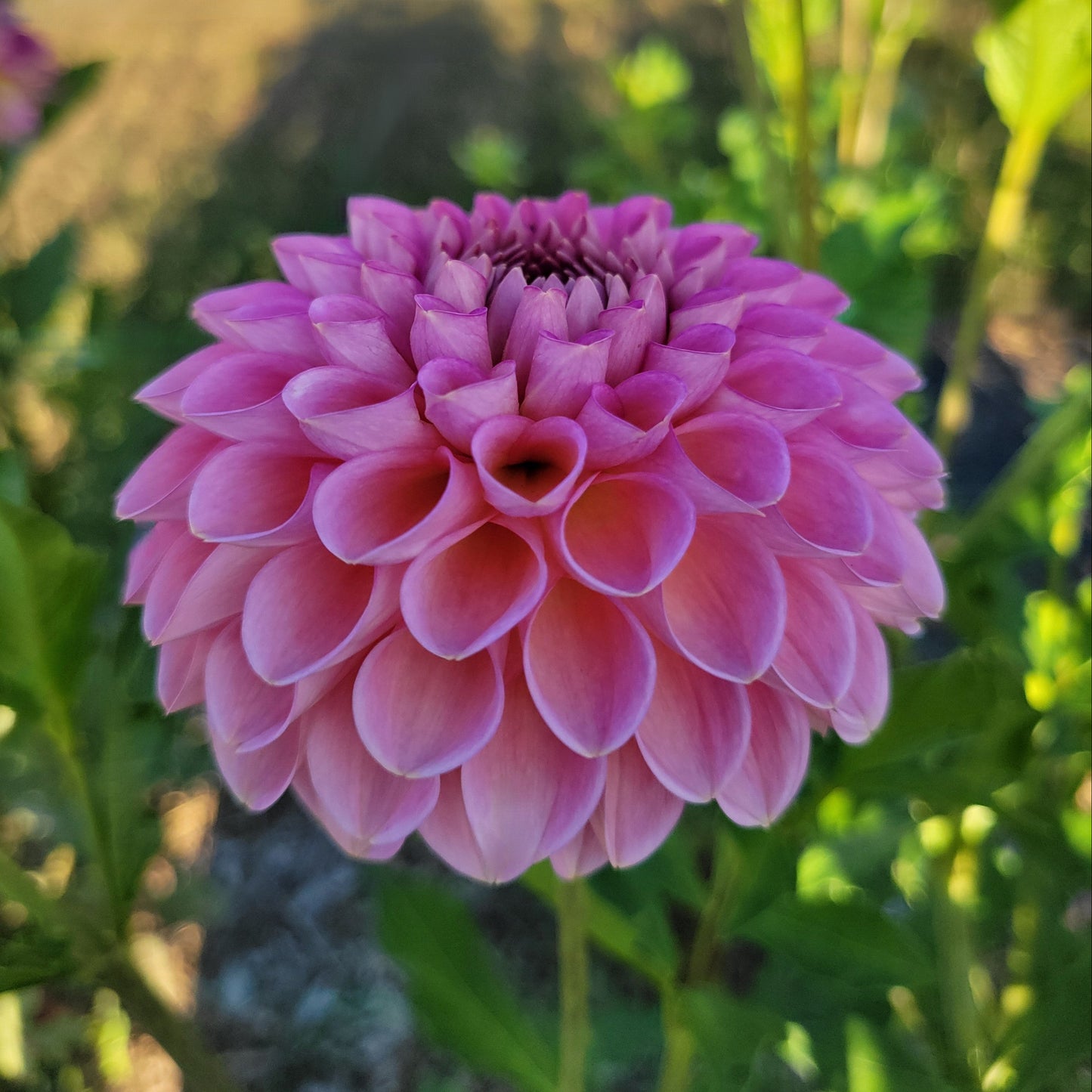 Westerton Pearl