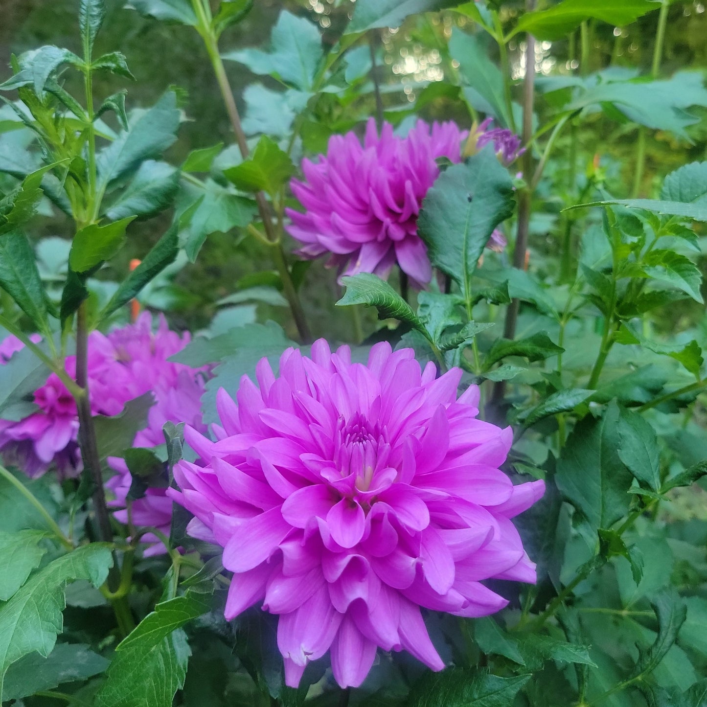 Bluetiful