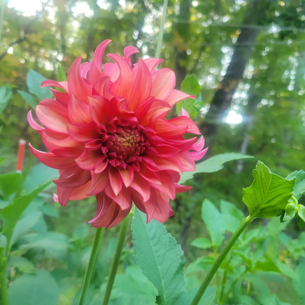Clearview Cinnabar
