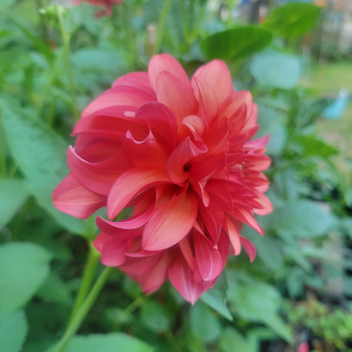 Clearview Cinnabar