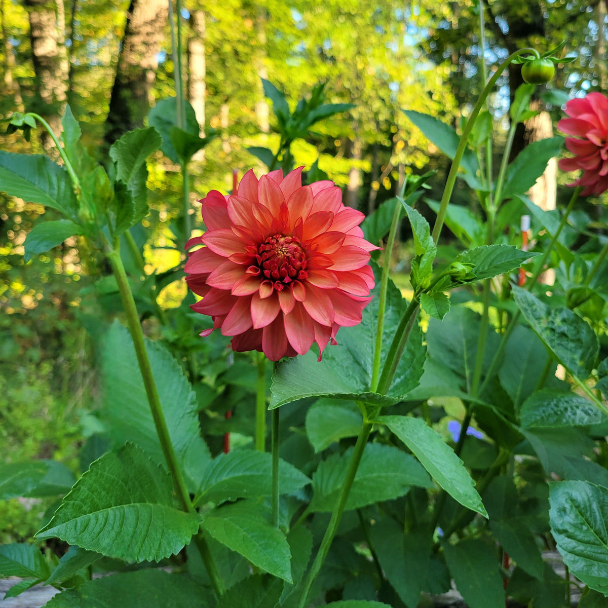 Clearview Cinnabar