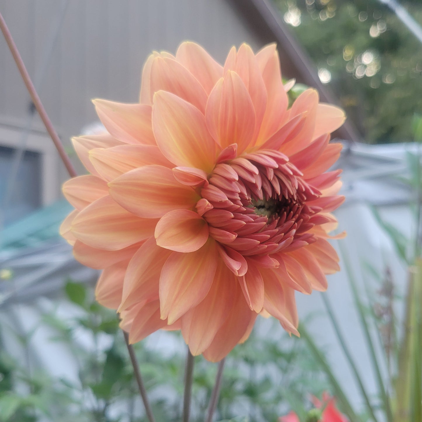 Chimacum Sam - (sold to us as)