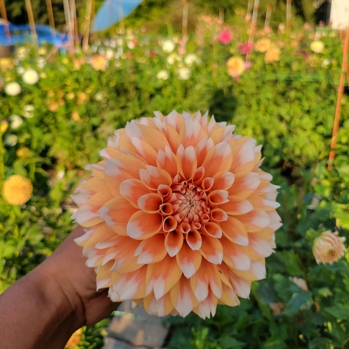 Hollyhill Orange Ice