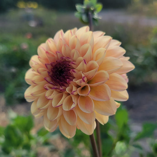 Wine Eyed Jill Yellow