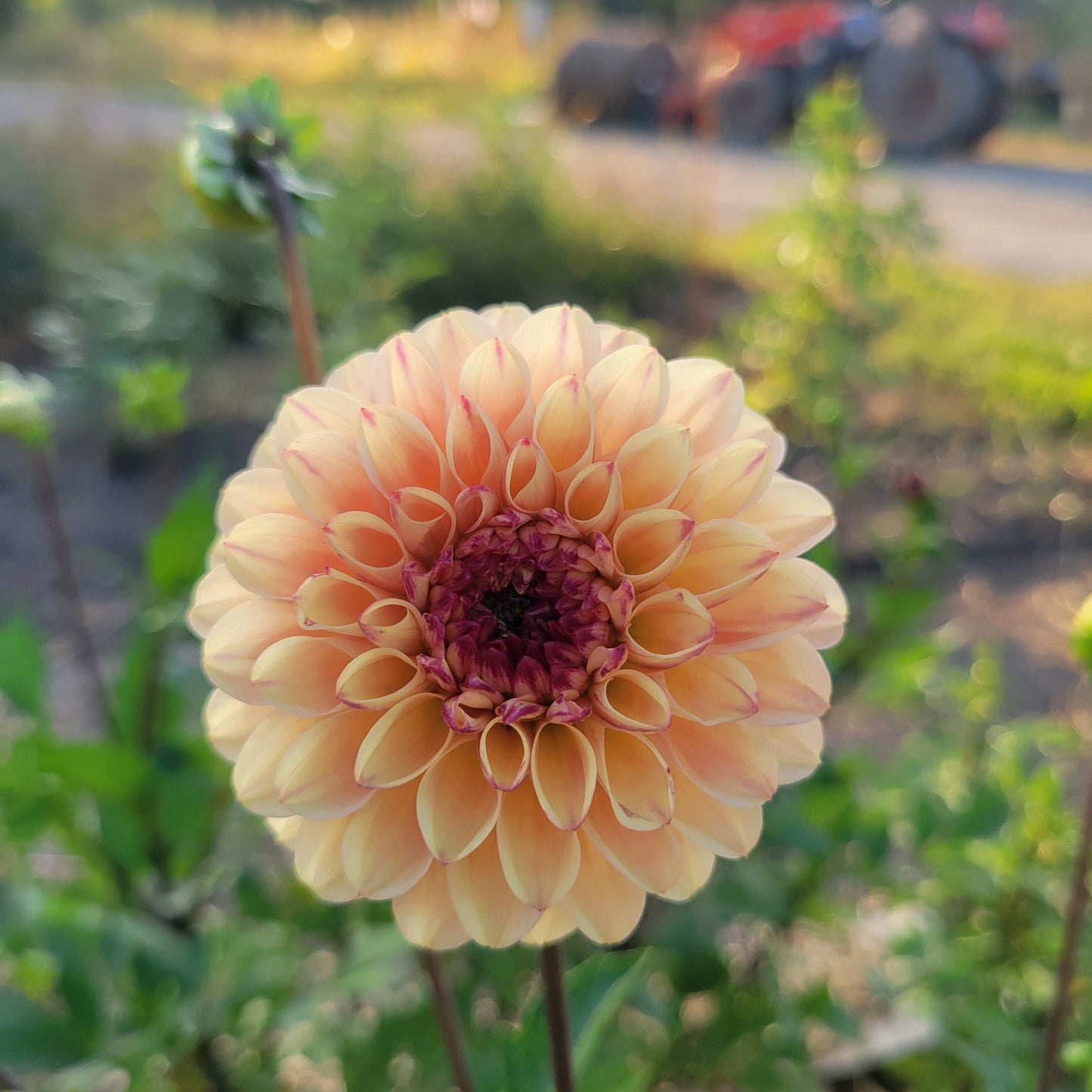 Wine Eyed Jill Yellow