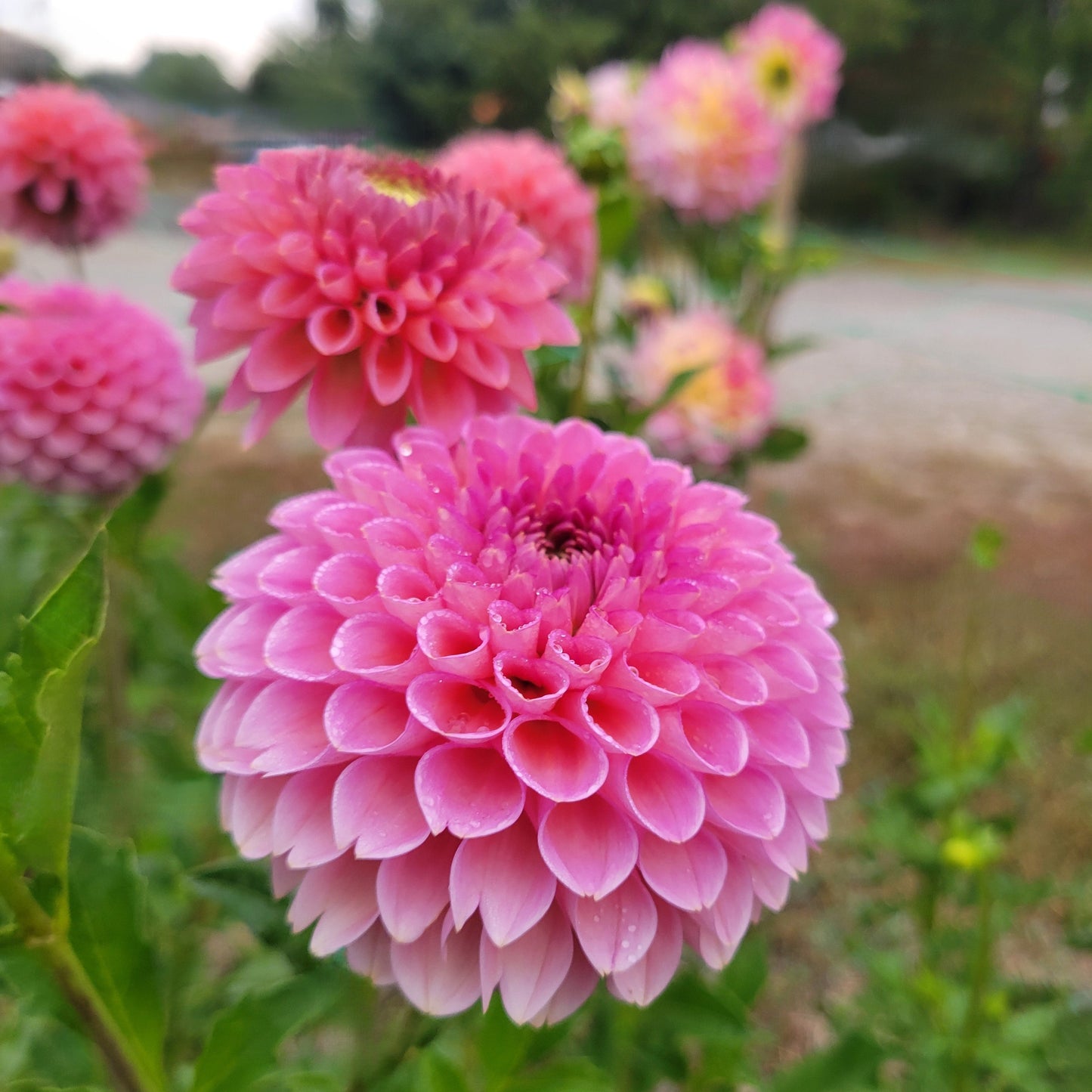 Westerton Pearl