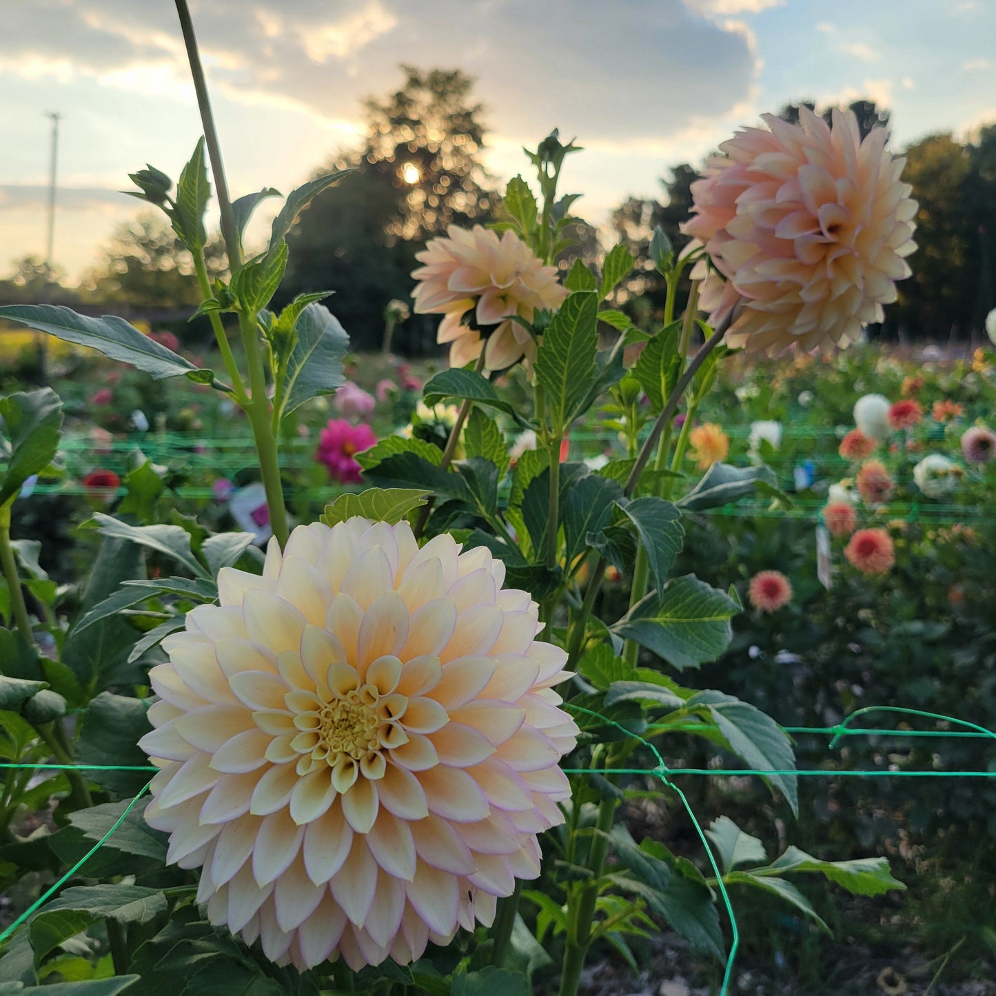 Bloomquist Blush