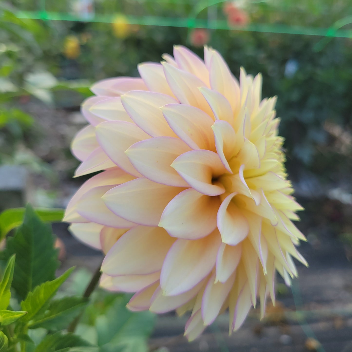 Bloomquist Blush