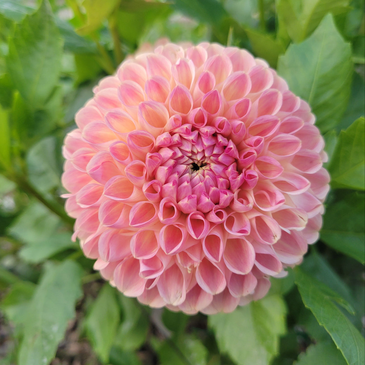 Clearview Peachy