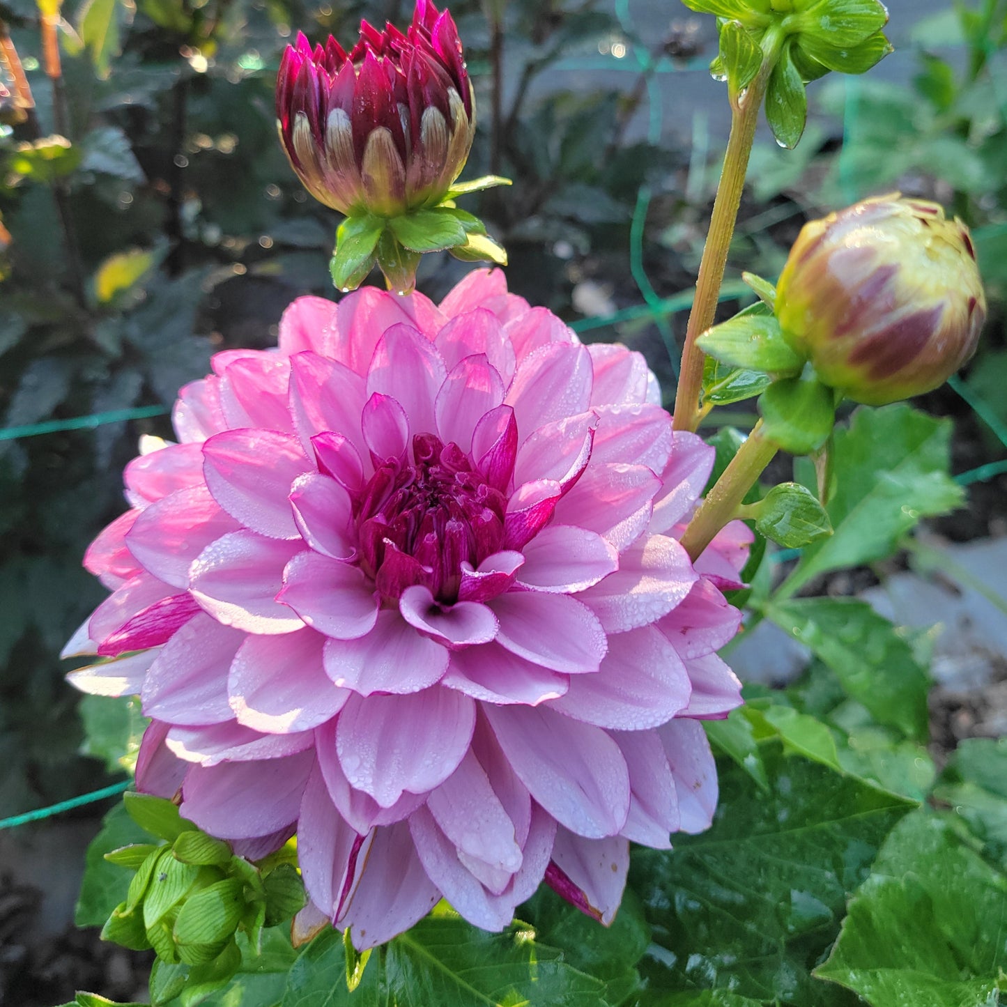 Creme De Cassis