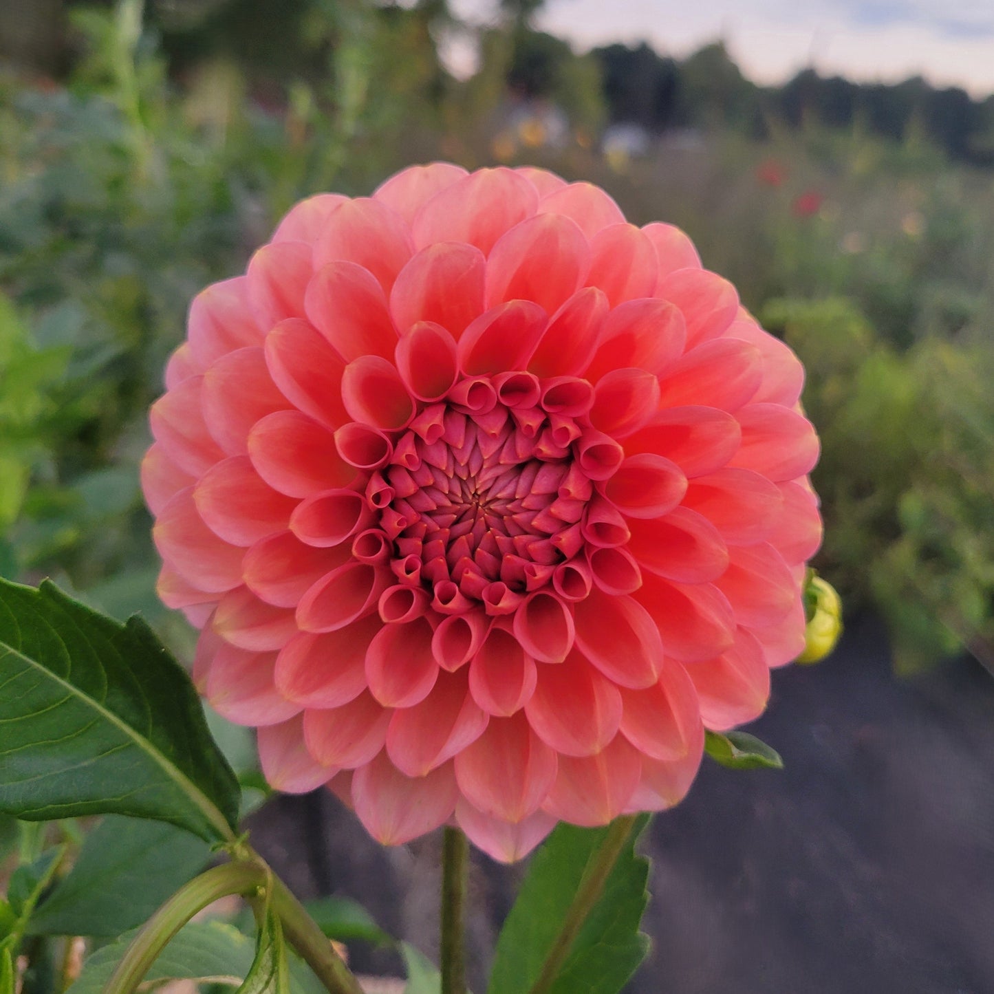 SC-Keltie Rose - see comment