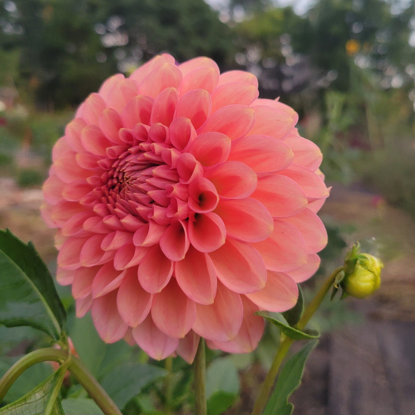 SC-Keltie Rose - see comment