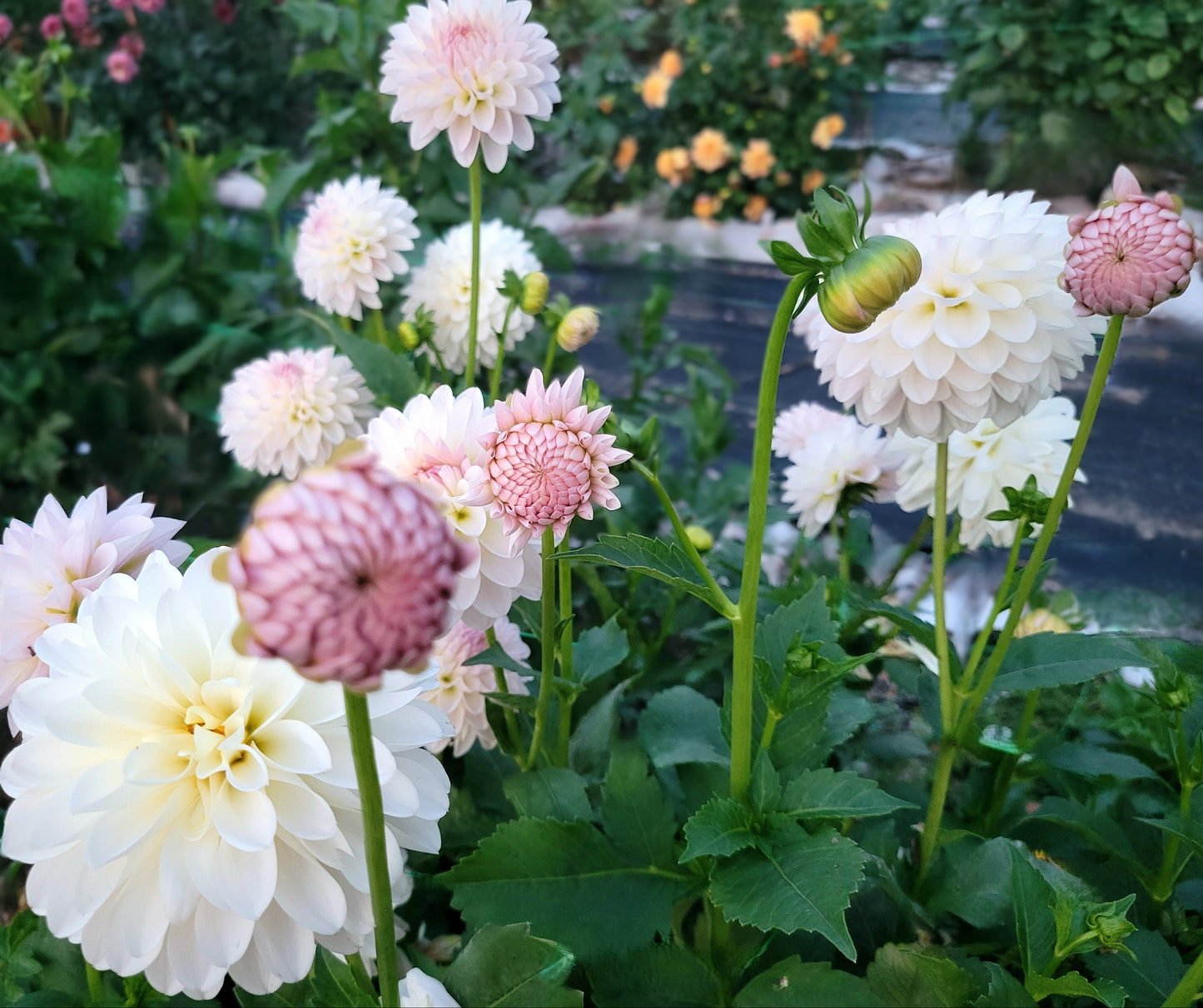Tahoma Stellar Fellar
