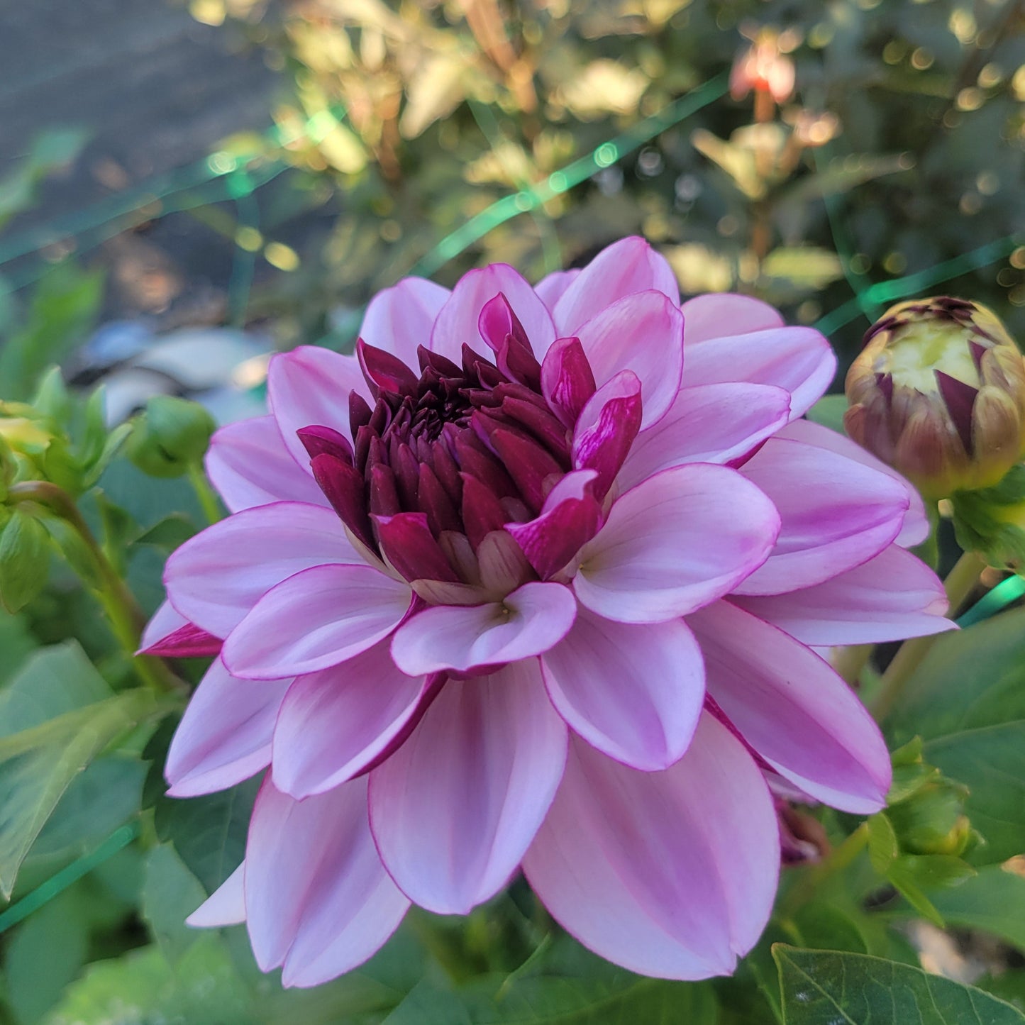 Creme De Cassis