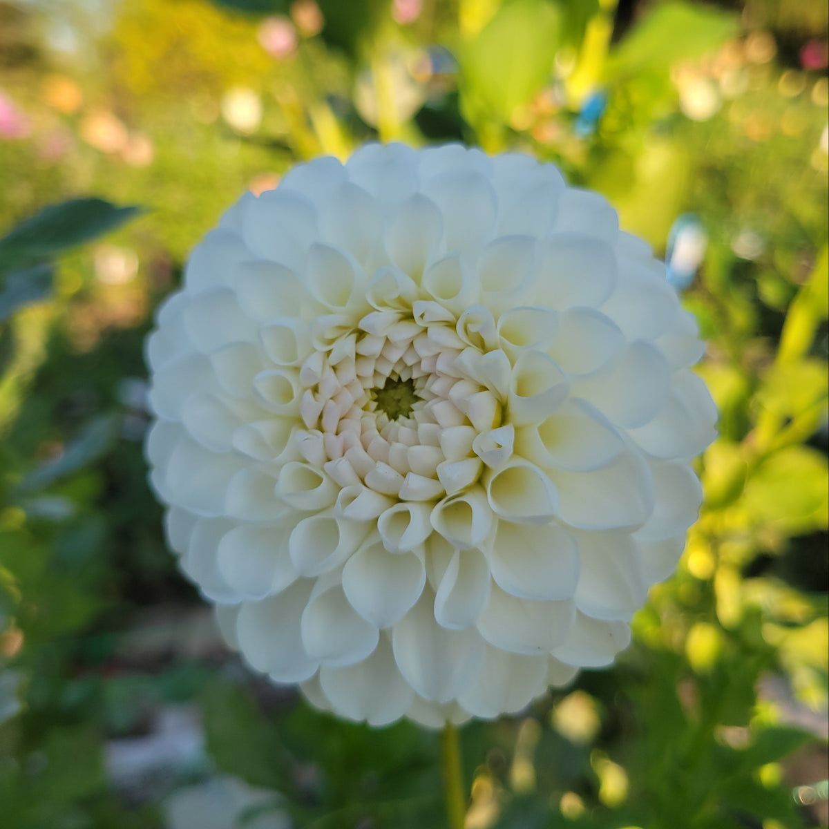 Dorothy R - Read Description