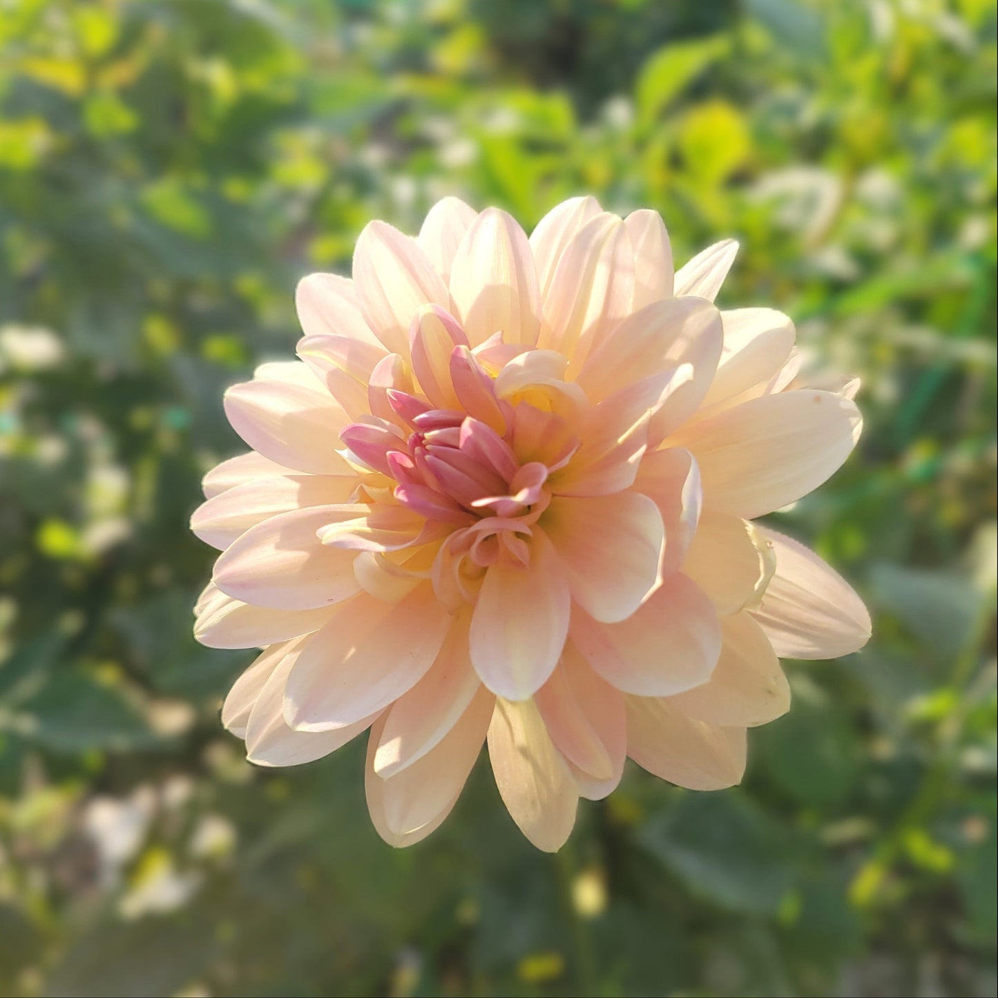 Chimacum Kathleen