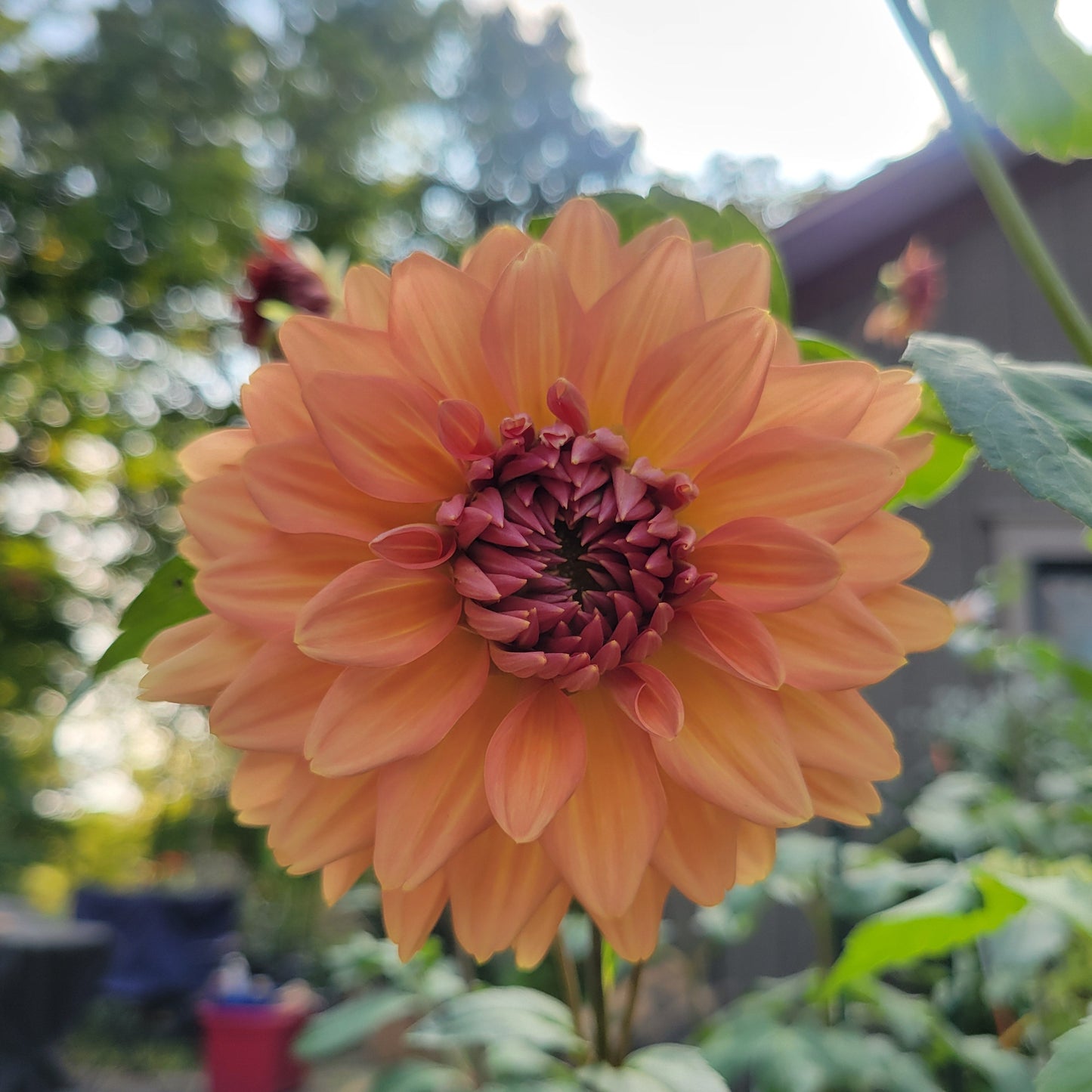 Chimacum Sam - (sold to us as)