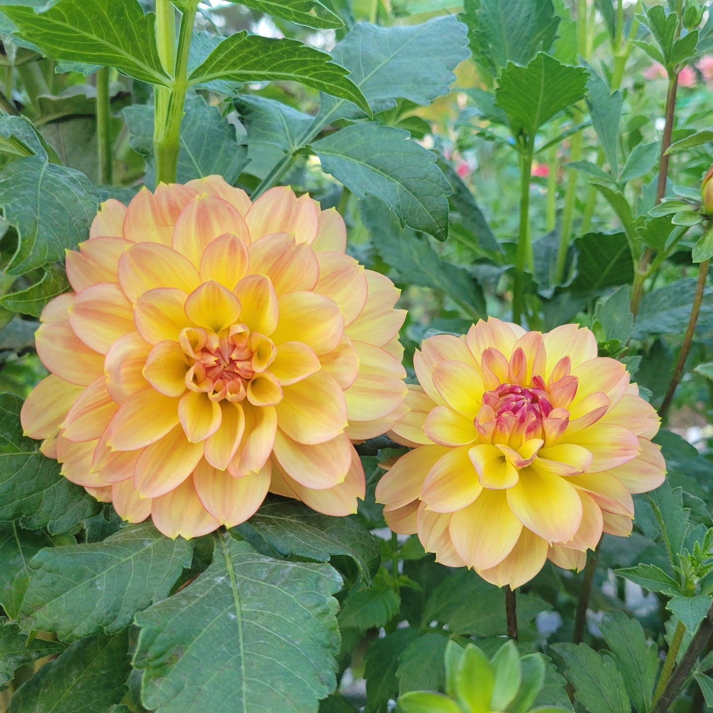 Gardentime