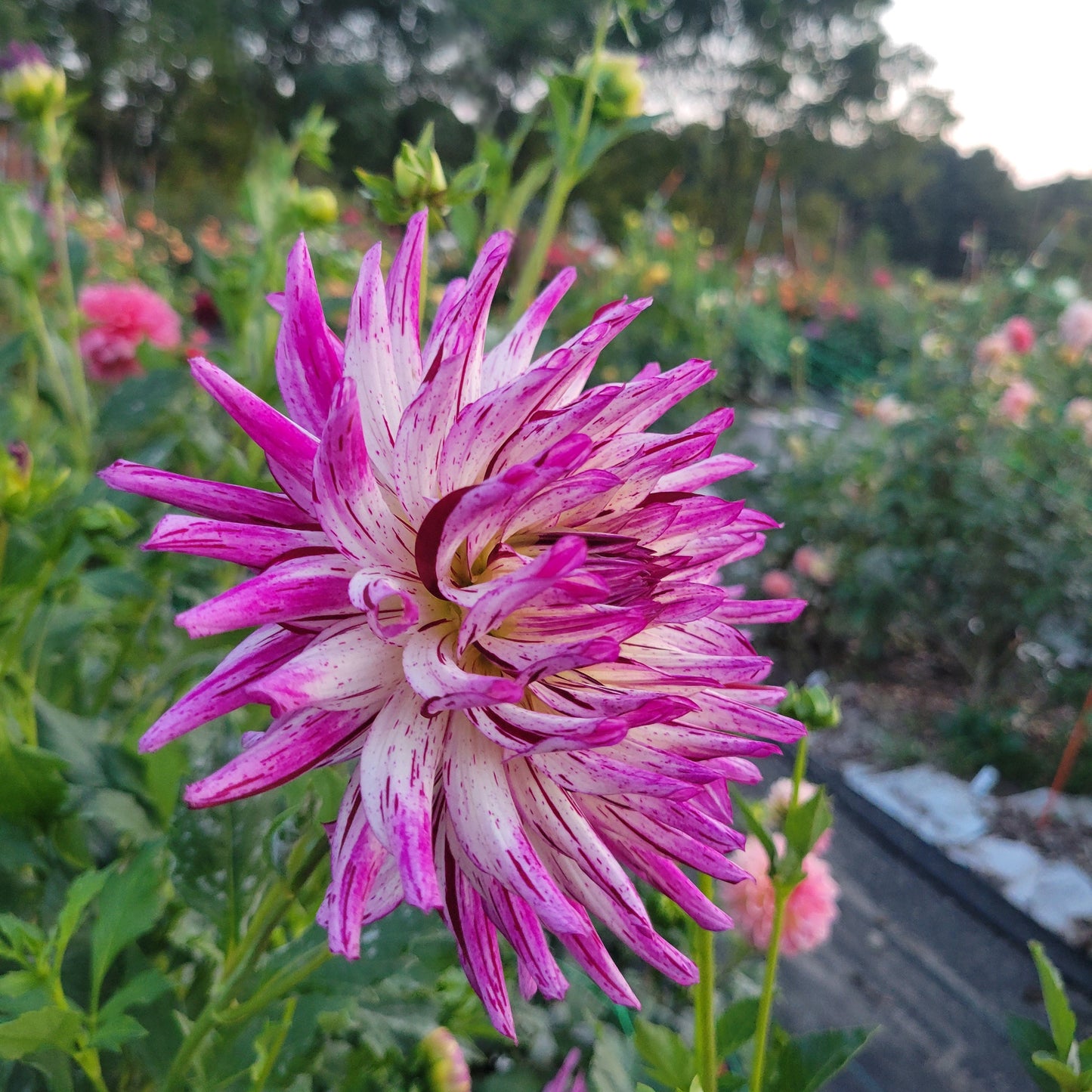 Hollyhill Exotica