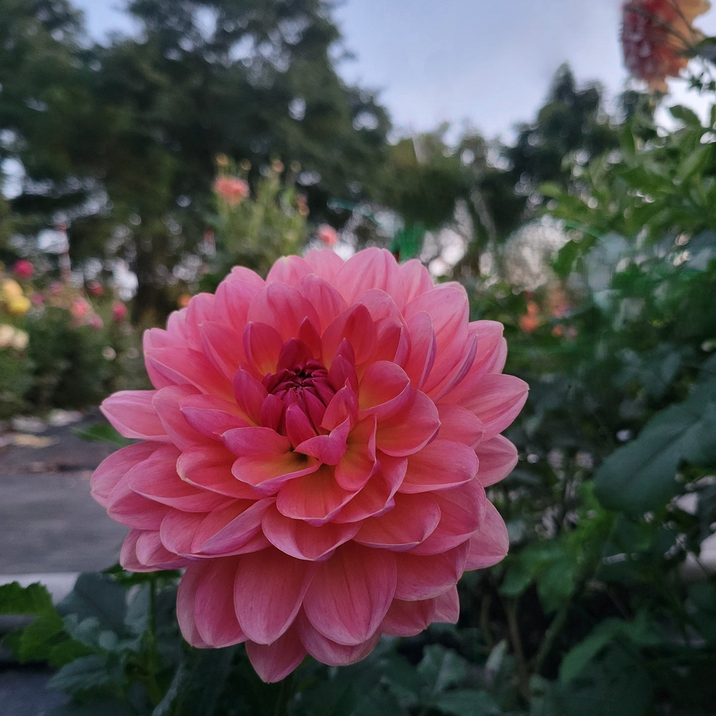 Lotus Parade