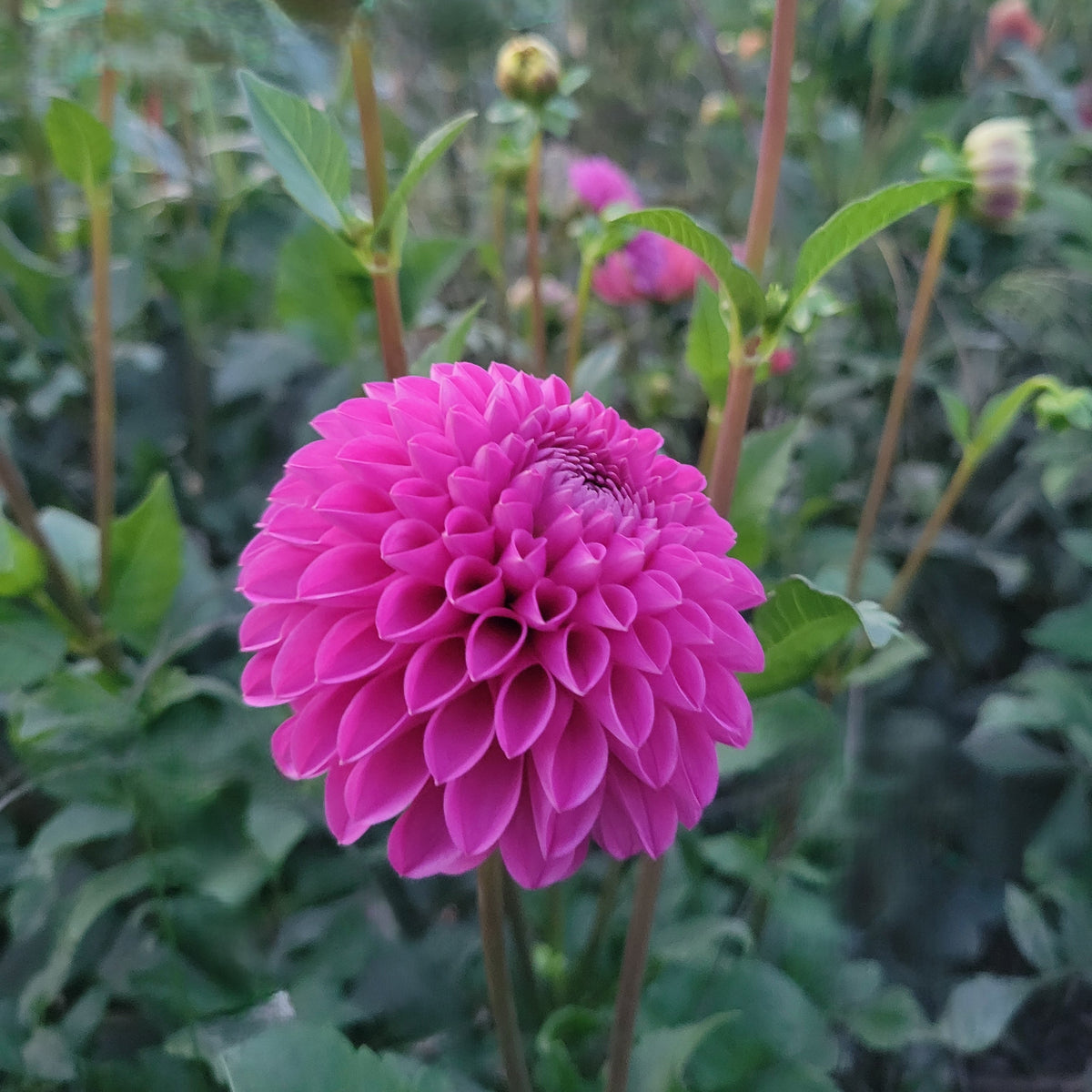 Mary's Jomanda