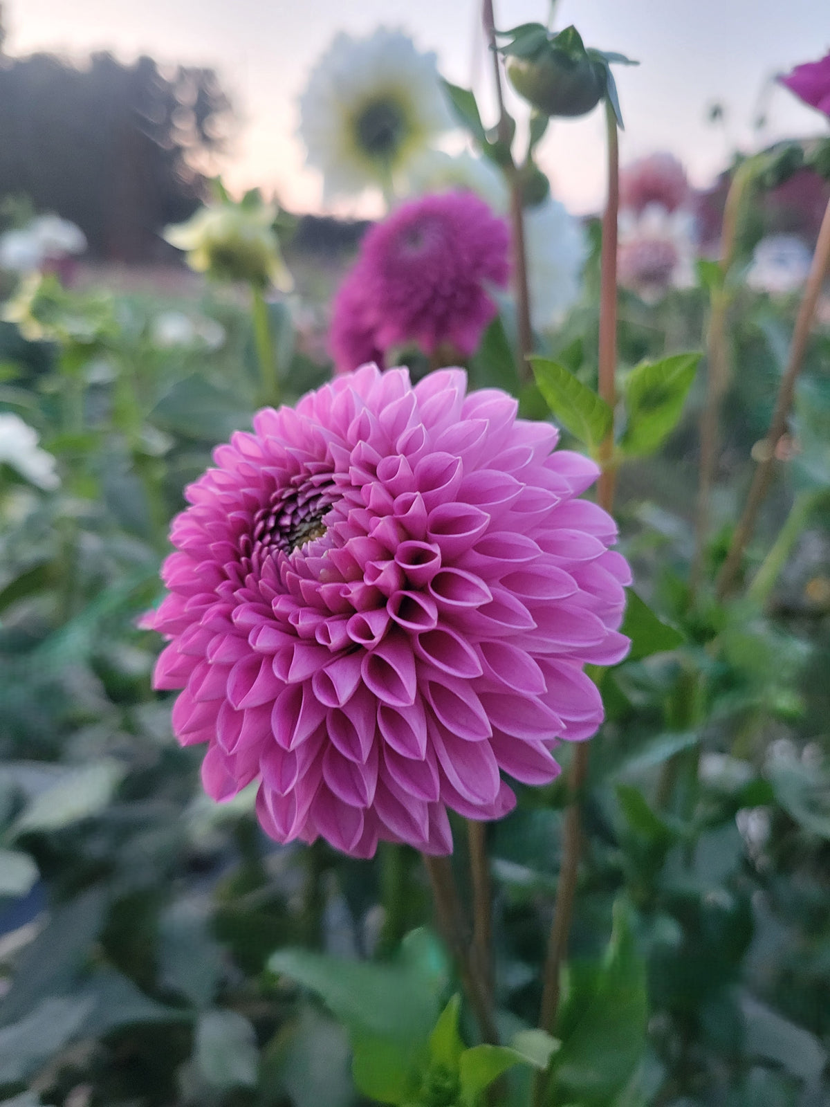 Mary's Jomanda
