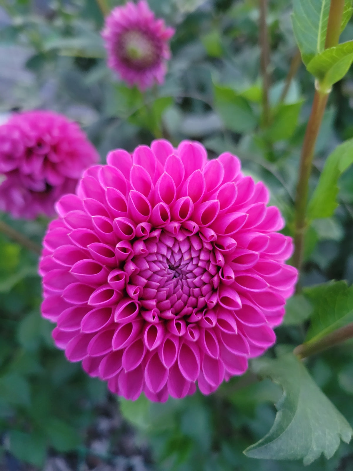 Mary's Jomanda