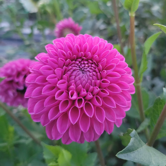 Mary's Jomanda