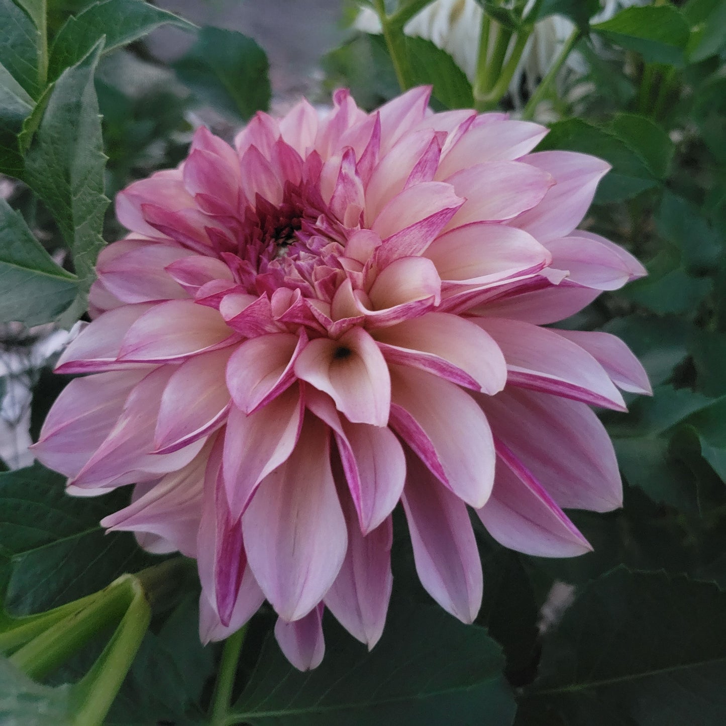 SC- Cafe Mauve