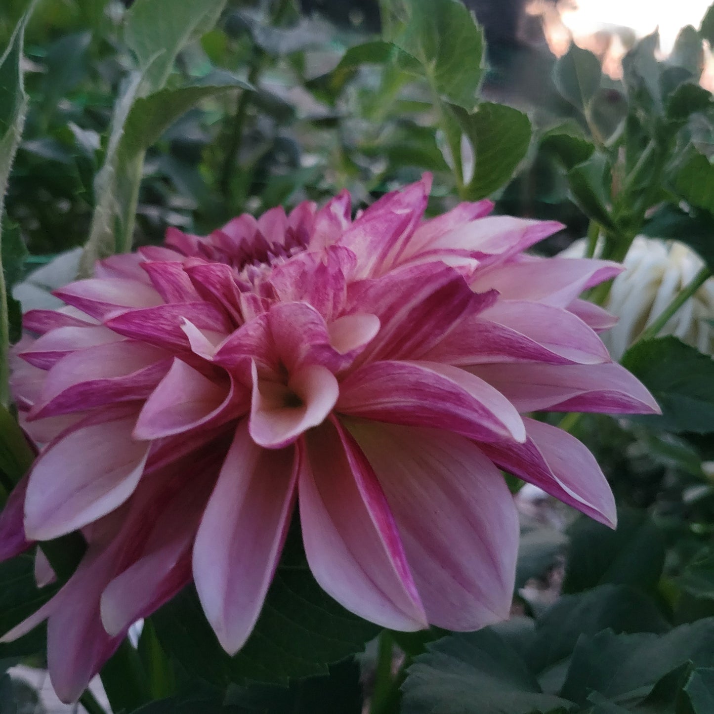 SC- Cafe Mauve